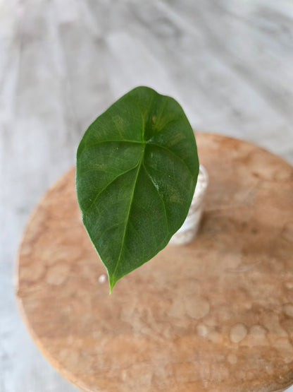 Alocasia Sinuata (JP)