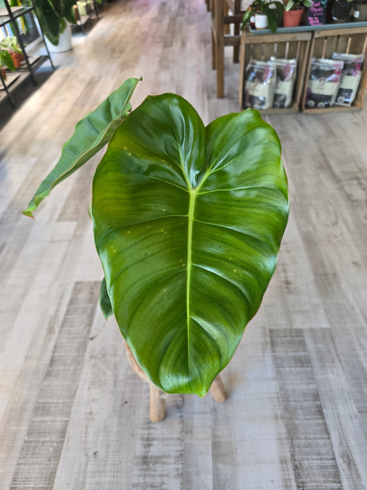 Philodendron billietiae × pastazanum