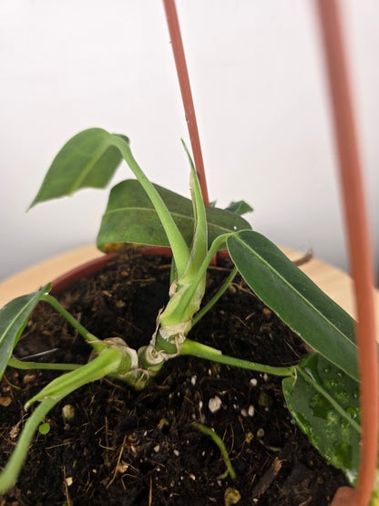 Anthurium pallidiflorum (SC)