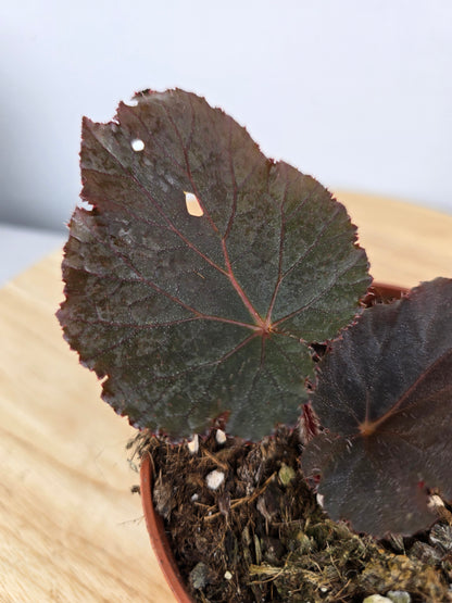 Begonia Taconite (JP)