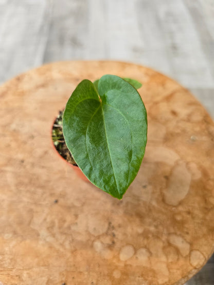 Anthurium Dressleri