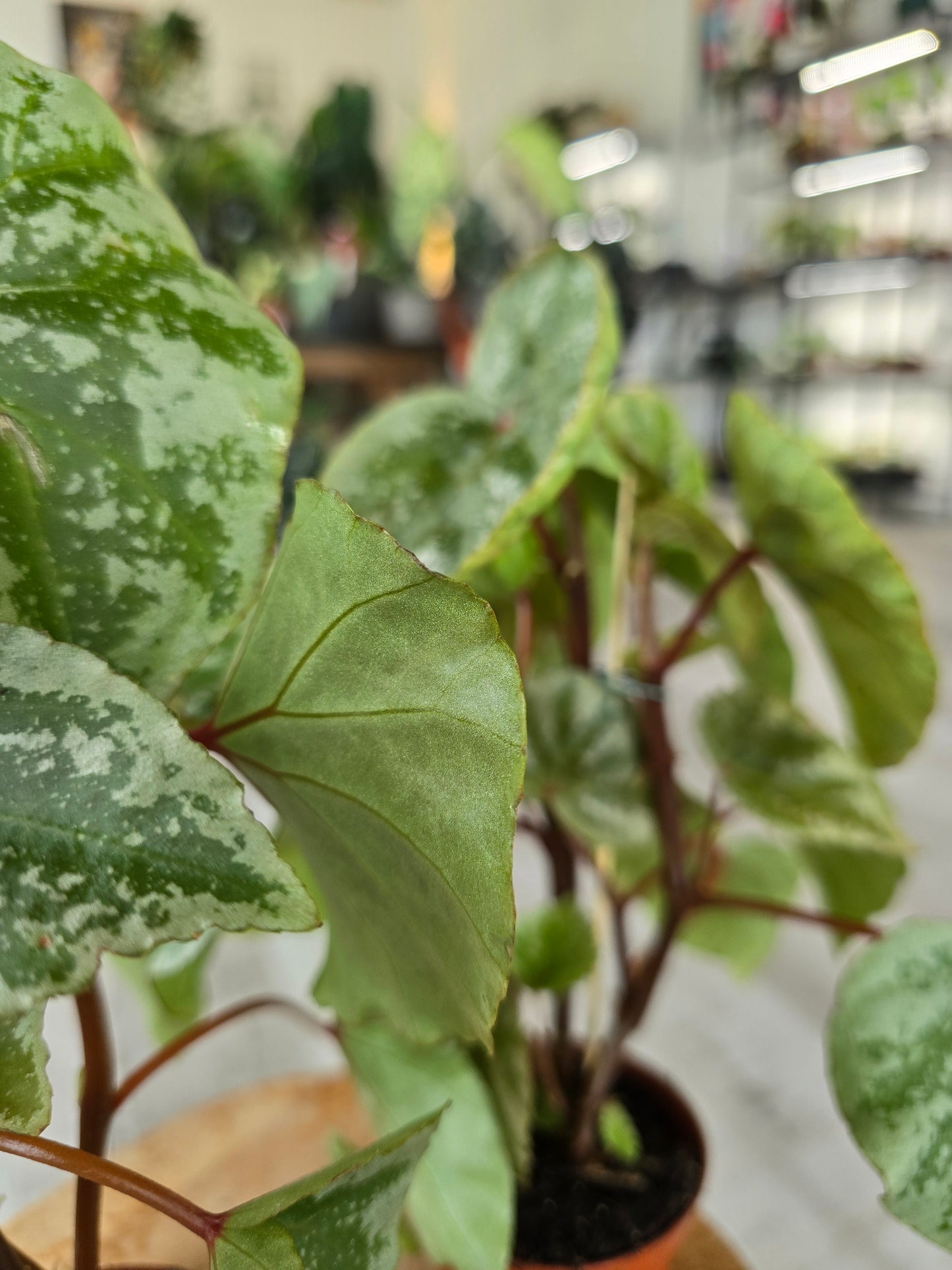 Begonia 'Temuyuk Silver'