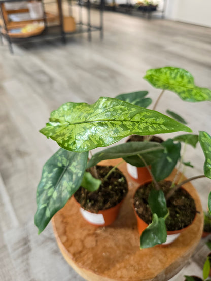 Alocasia Shattered Glass