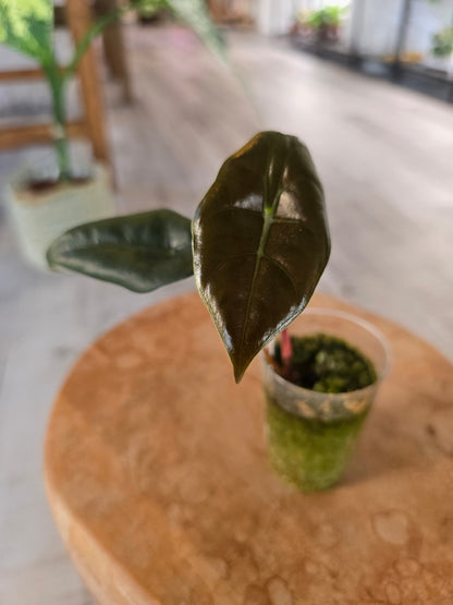 Alocasia chantrieri (JP)