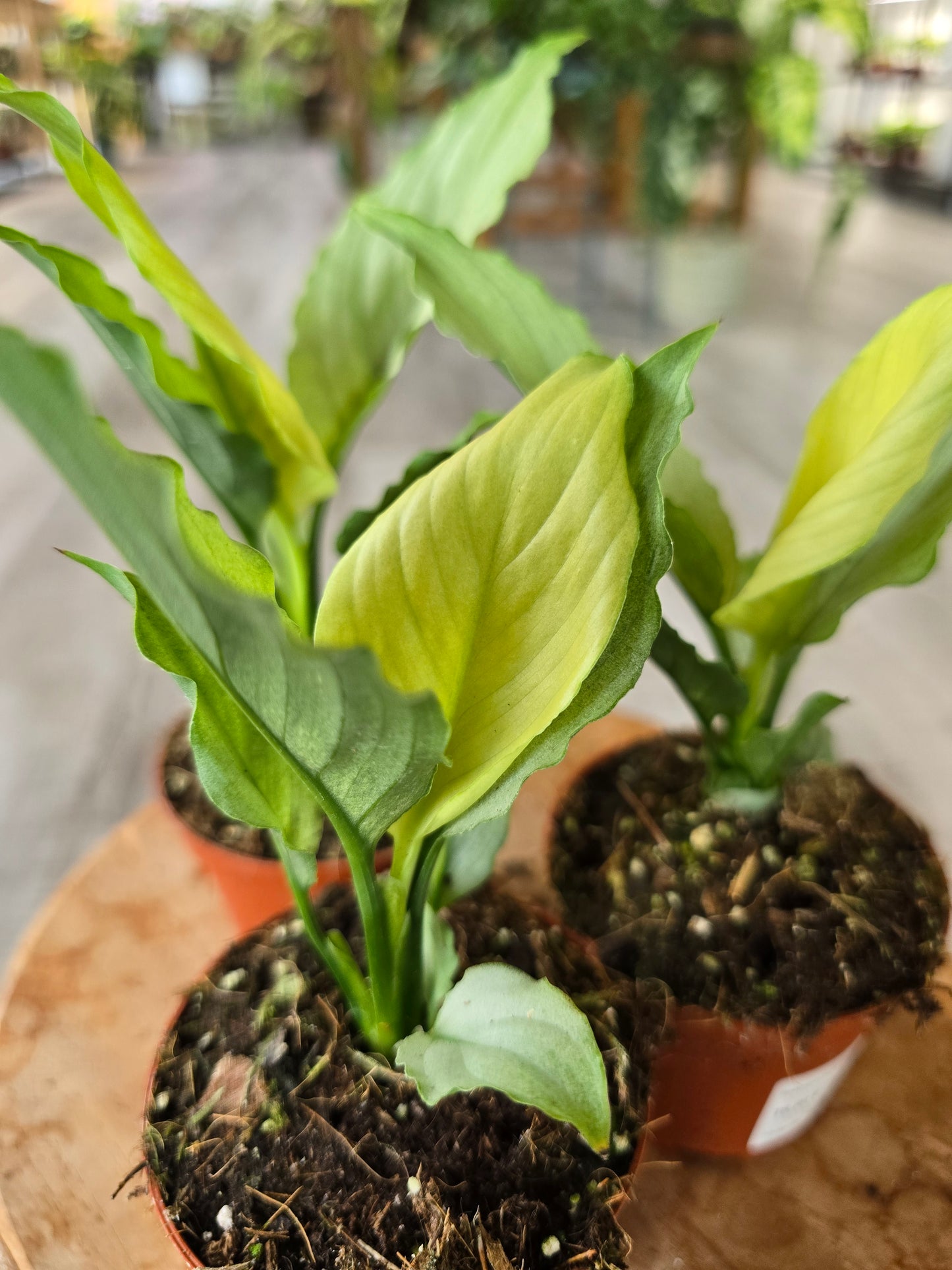 Spathiphyllum Blue Ice