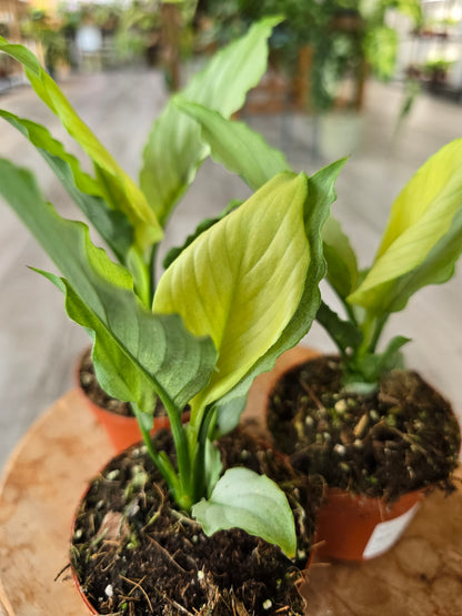Spathiphyllum Blue Ice