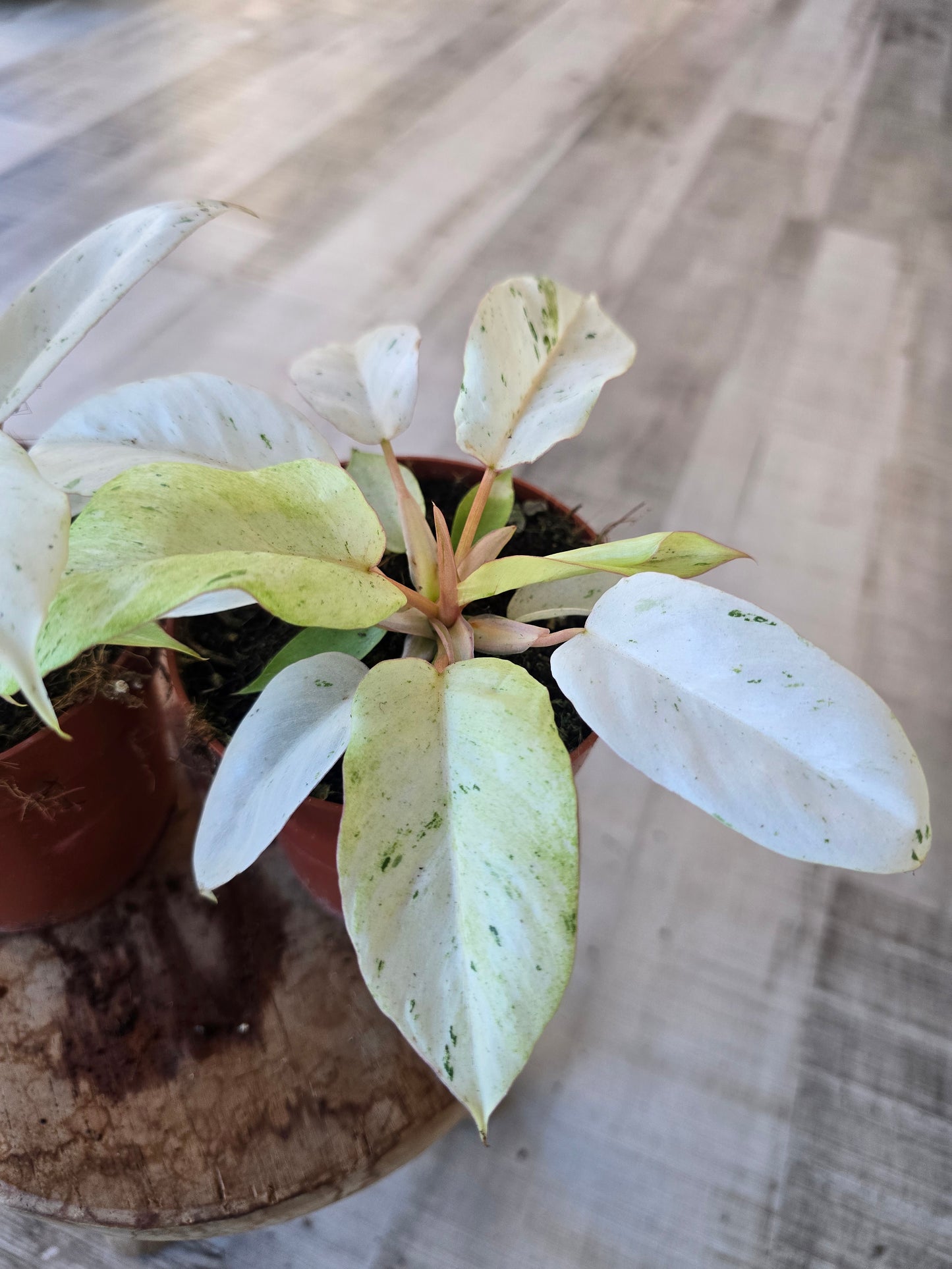 Philodendron 'Snowdrift'