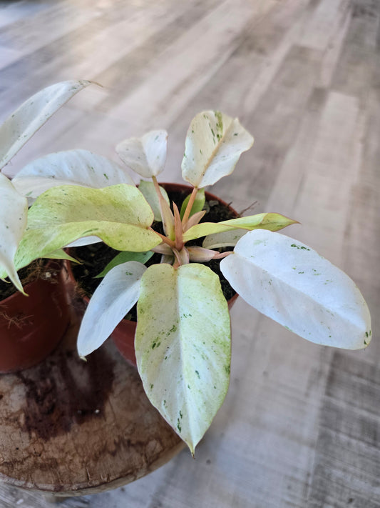Philodendron 'Snowdrift'
