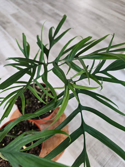 Philodendron polypodioides