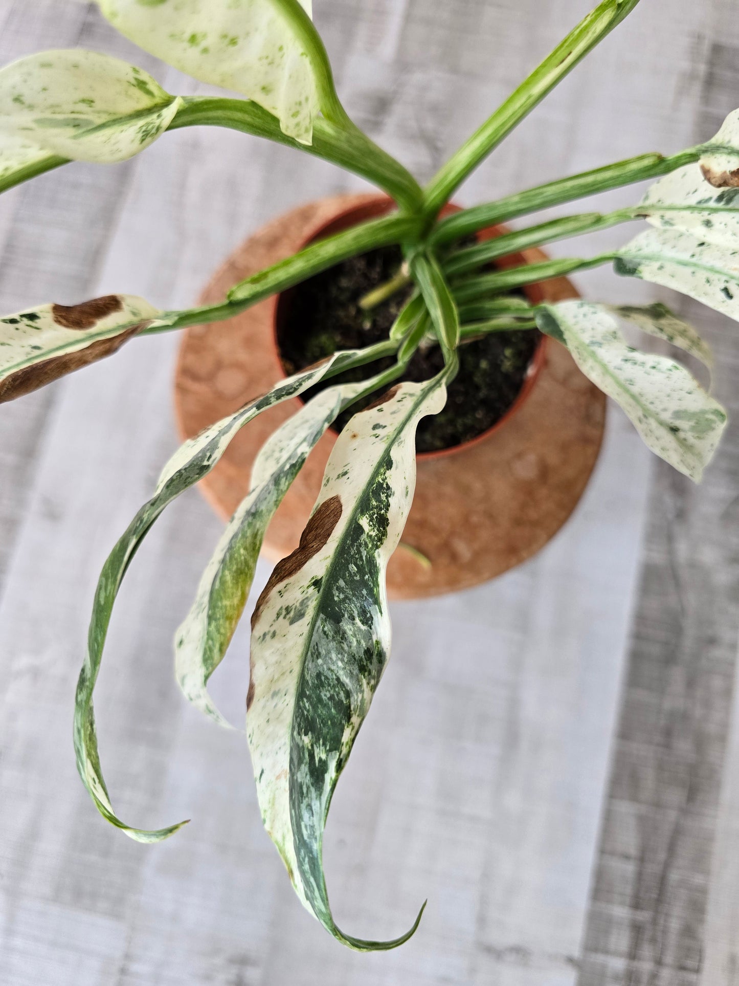 Rhaphidophora puberula variegata (SC1)