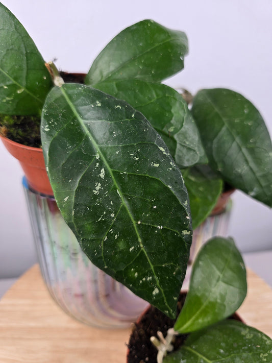 Hoya verticillata 'Lampung'