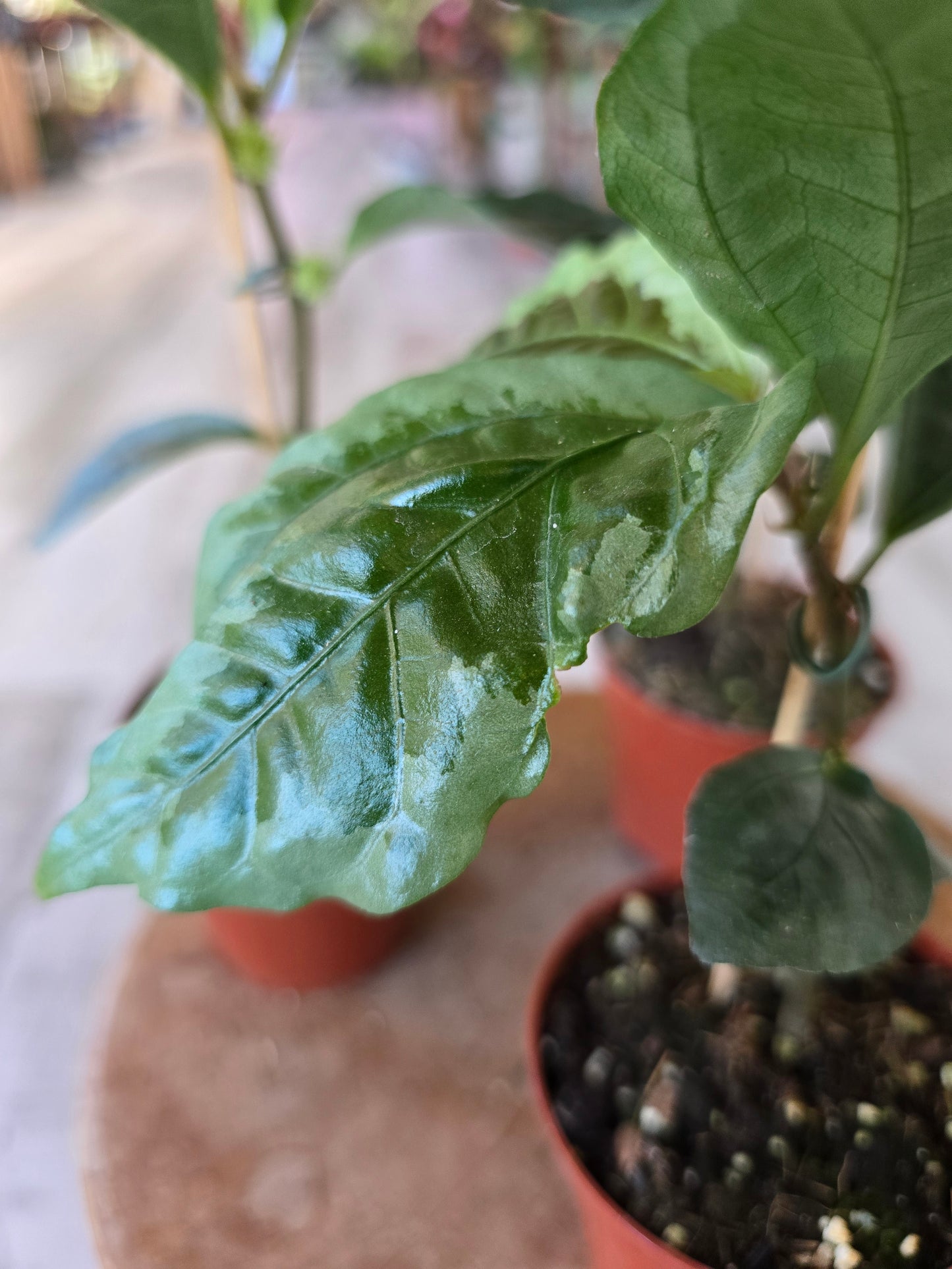 Elatostema vittatum