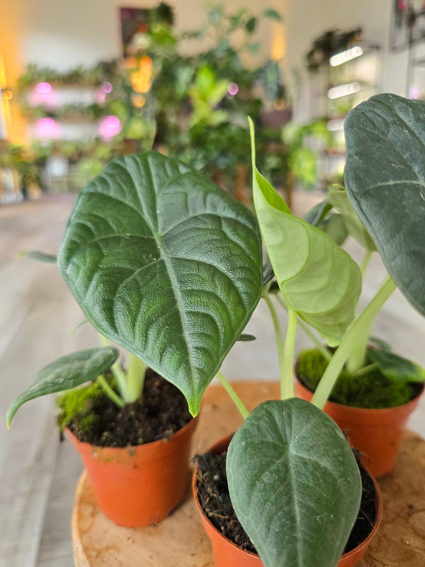 Alocasia Maharani
