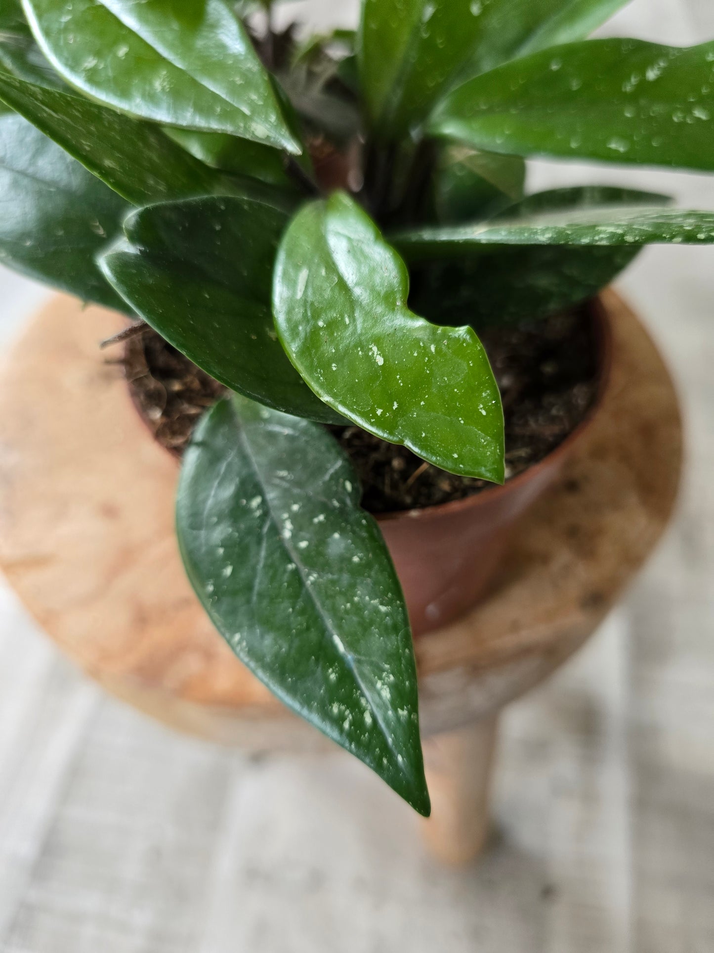 Hoya Carnosa Stardust