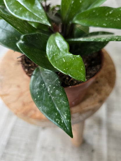 Hoya Carnosa Stardust