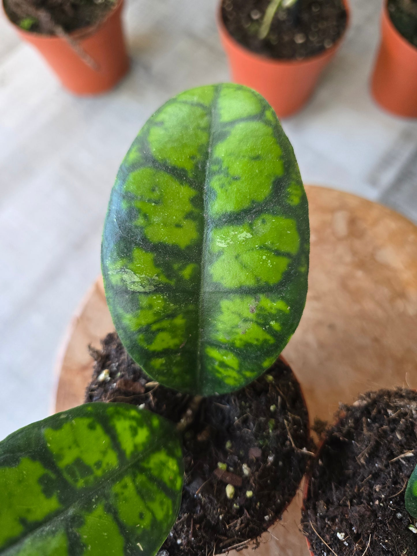 Hoya callistophylla 'Black Cat'