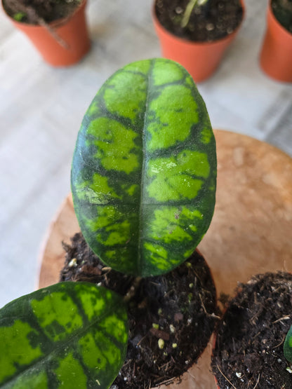 Hoya callistophylla 'Black Cat'