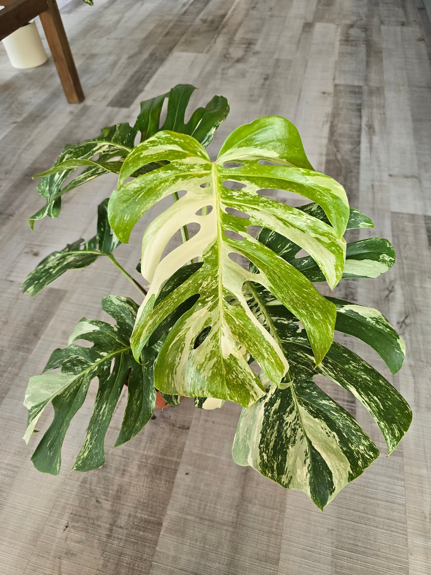 Monstera deliciosa variegata (1)