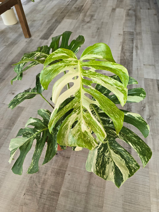 Monstera deliciosa variegata (1)