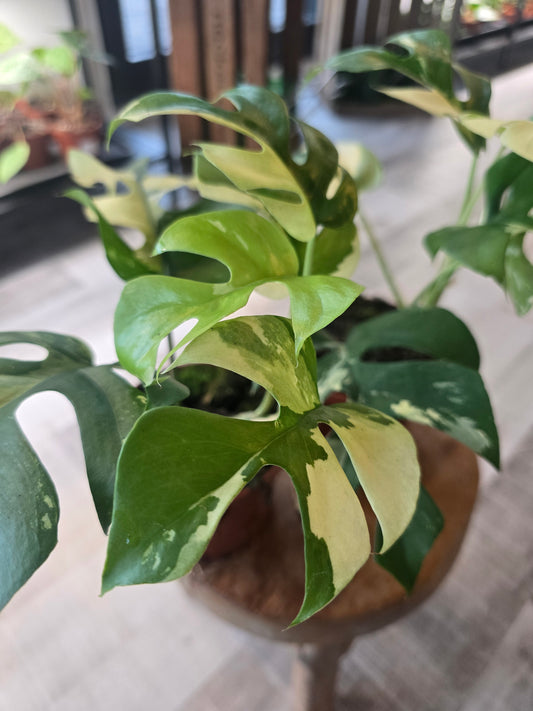 Rhaphidophora tetrasperma variegata