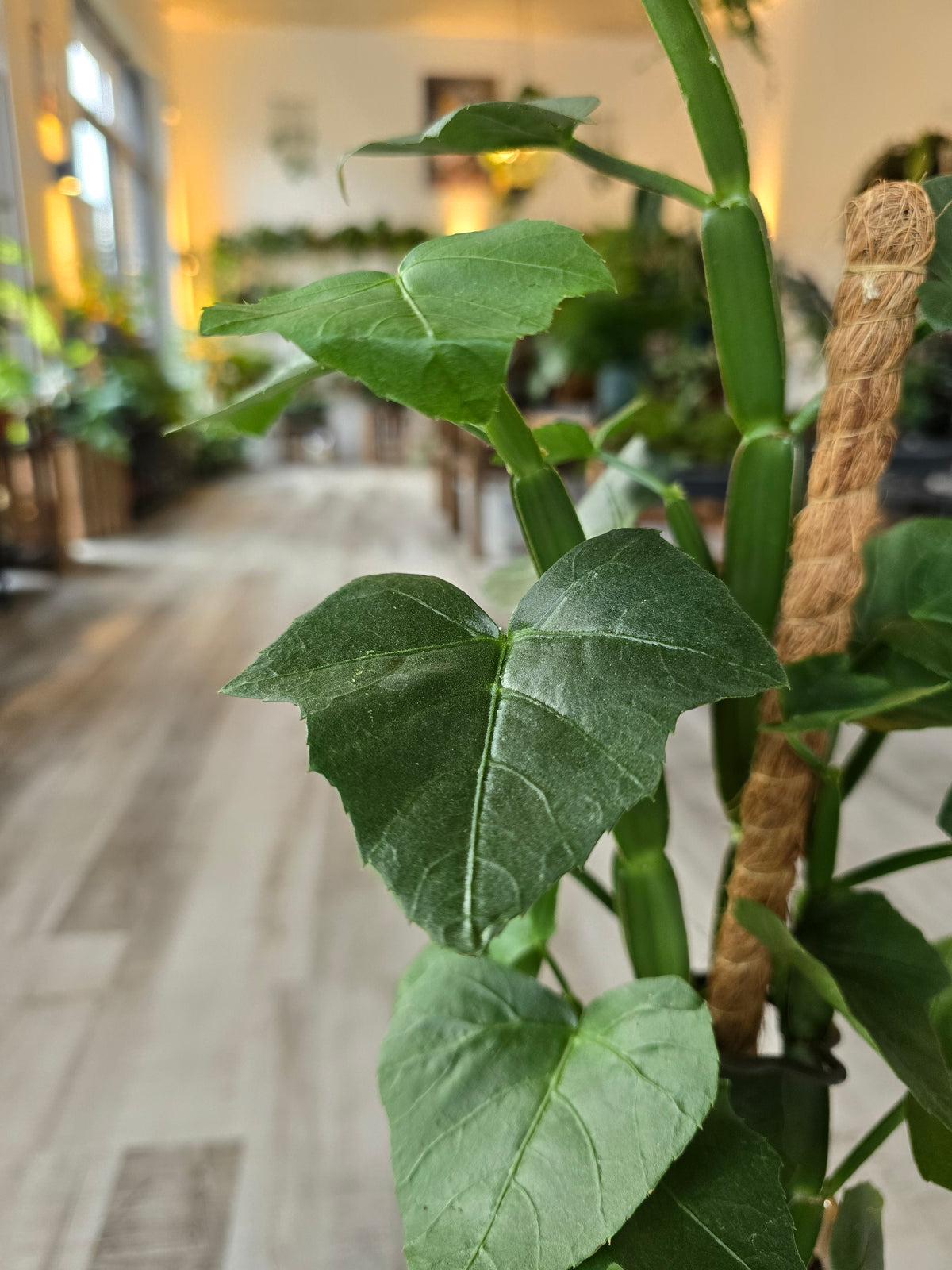 Cissus Quadrangularis