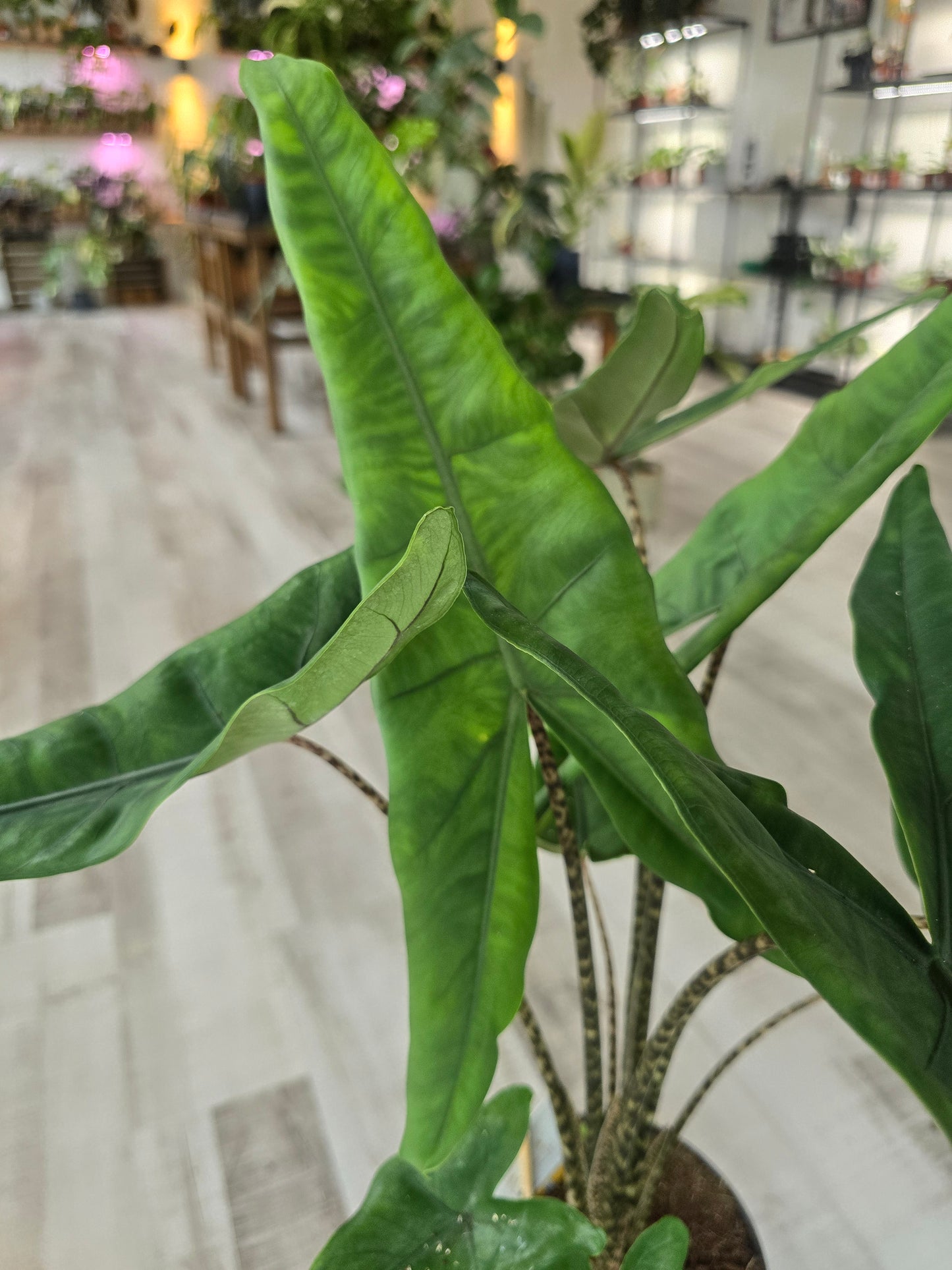 Alocasia Tigrina Superba