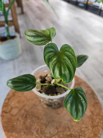 Philodendron Plowmanii (JP)