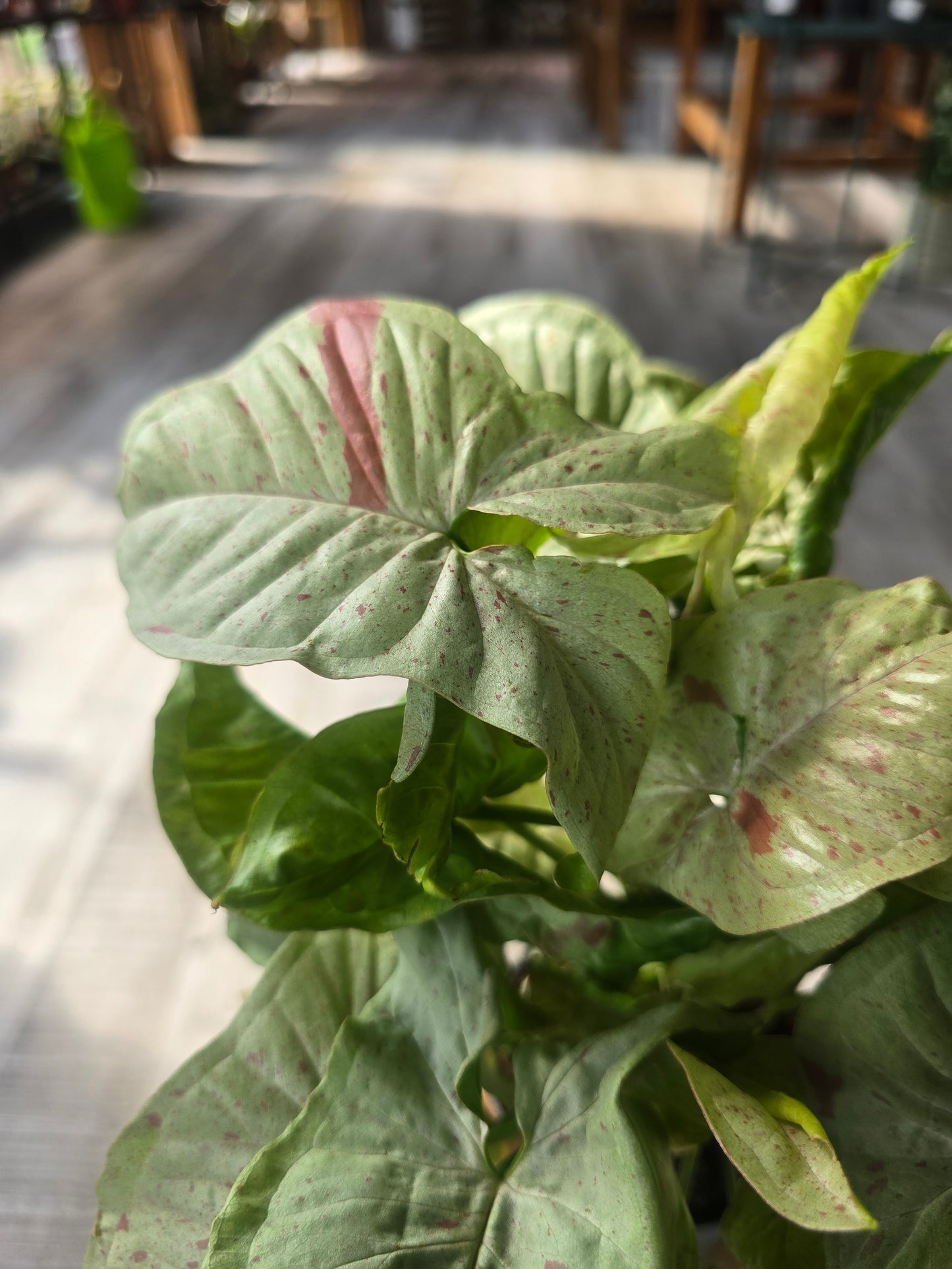 Syngonium « Confetti »
