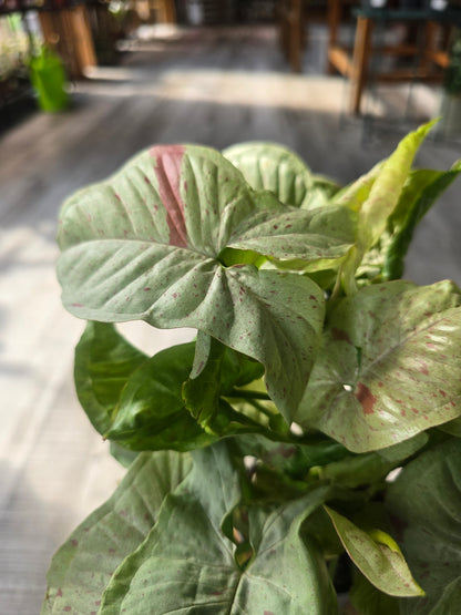 Syngonium « Confetti »