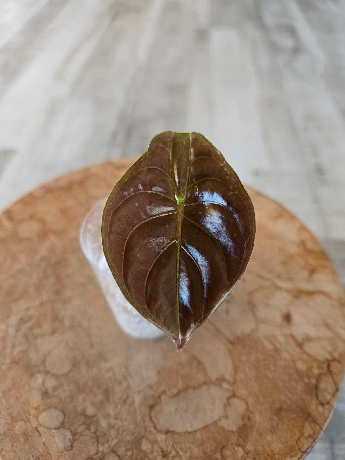 Alocasia Cuprea Red Secret (JP)