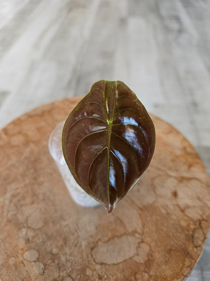 Alocasia Cuprea Red Secret (JP)
