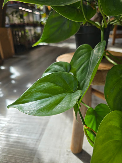 Philodendron scandens