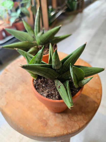 Sansevieria Rookie