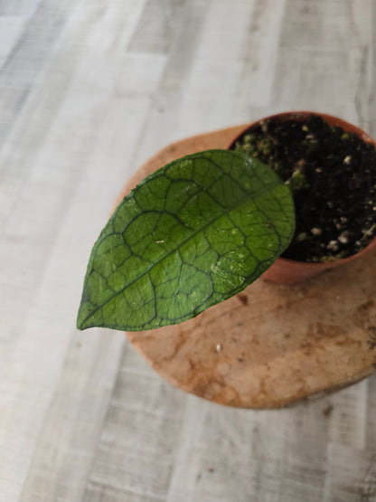 Hoya clemensiorum 'short leaf'