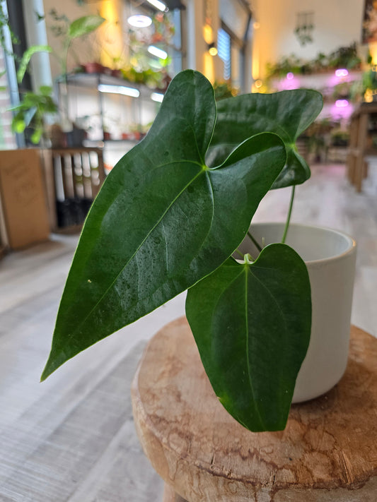 Napo Anthurium
