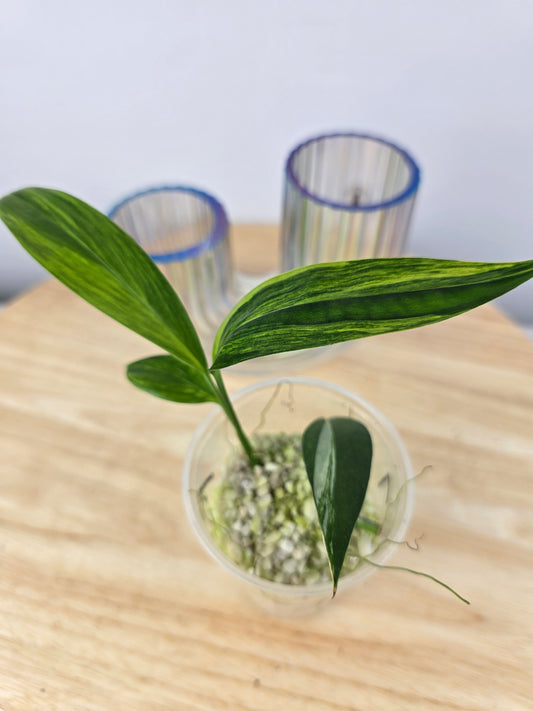 Epipremnum Amplissimum variegata