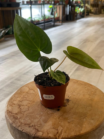 Anthurium papillilaminum x Dressleri (S3)