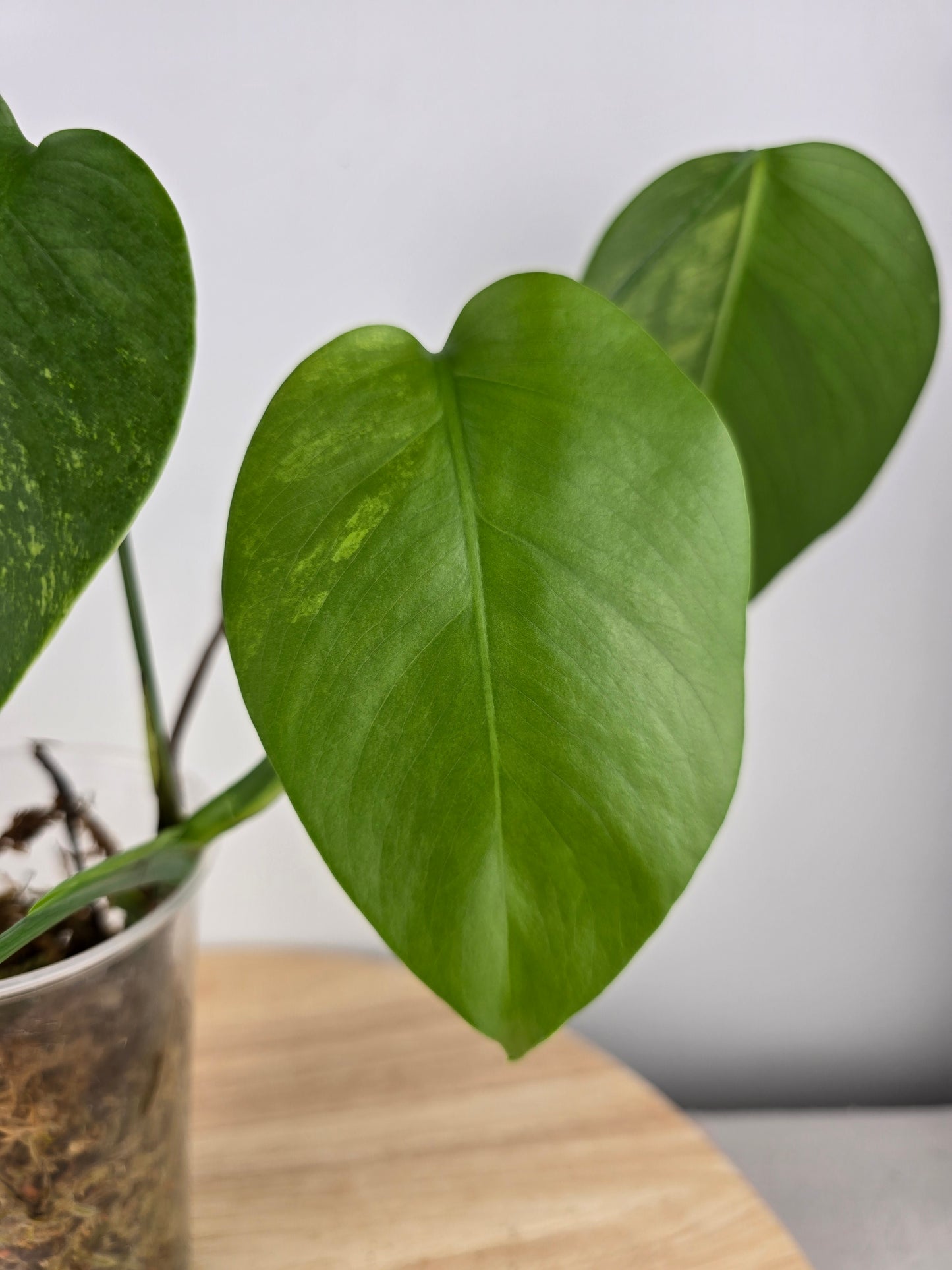Monstera Borsigiana aurea (JP)