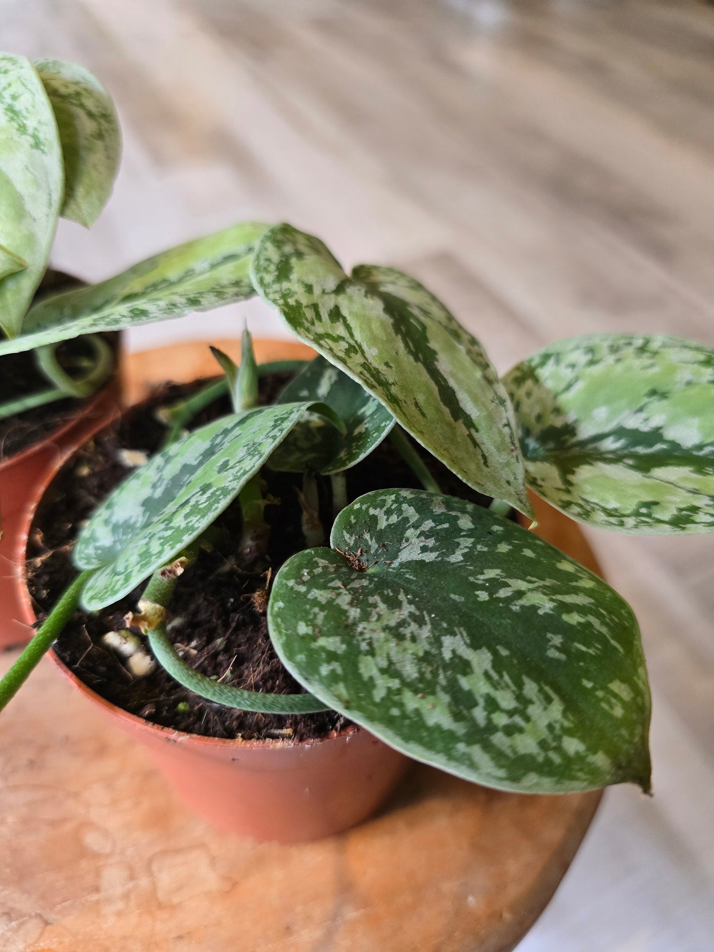 Scindapsus sp Kalimantan Tricolor