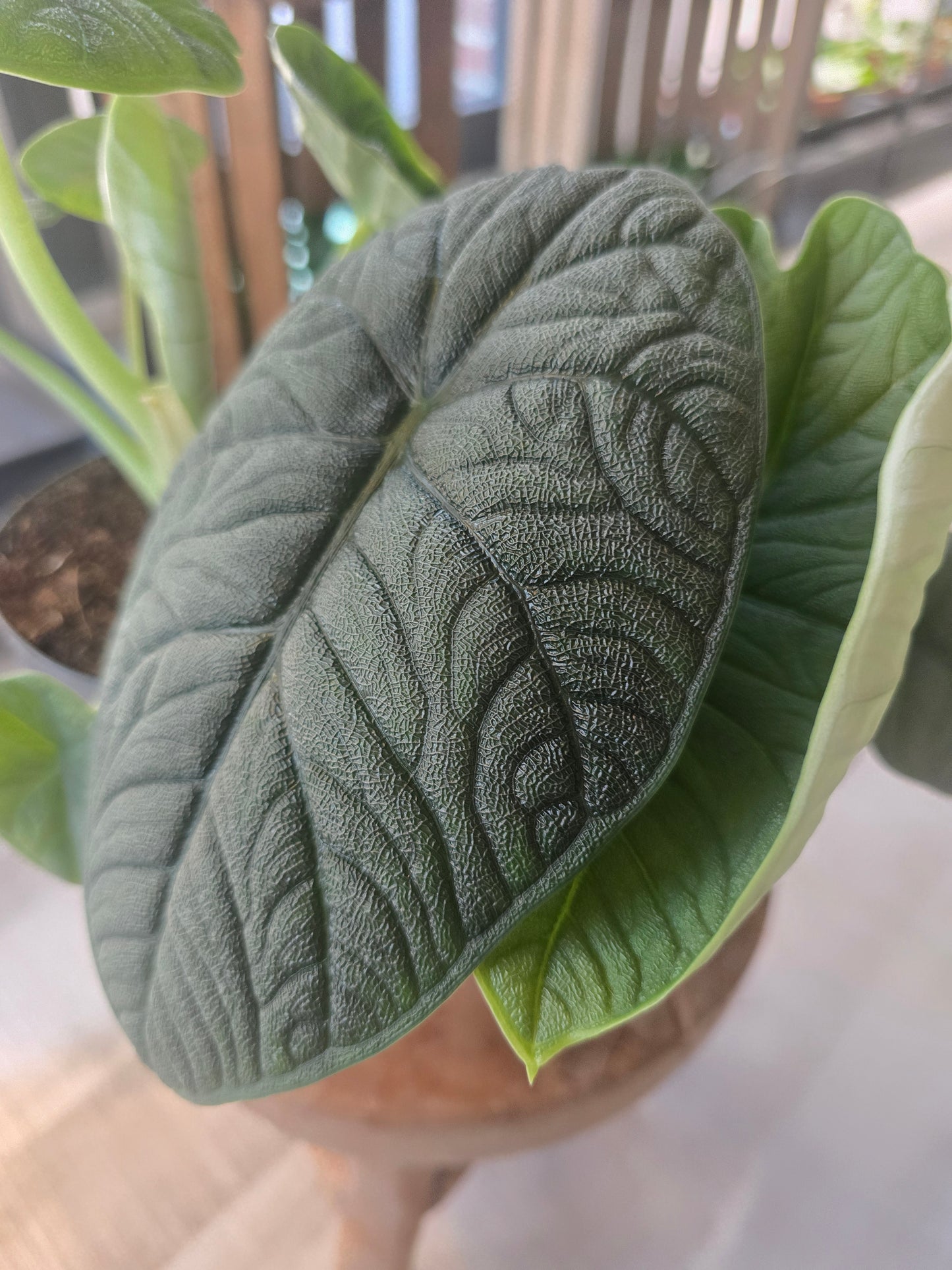 Alocasia melo