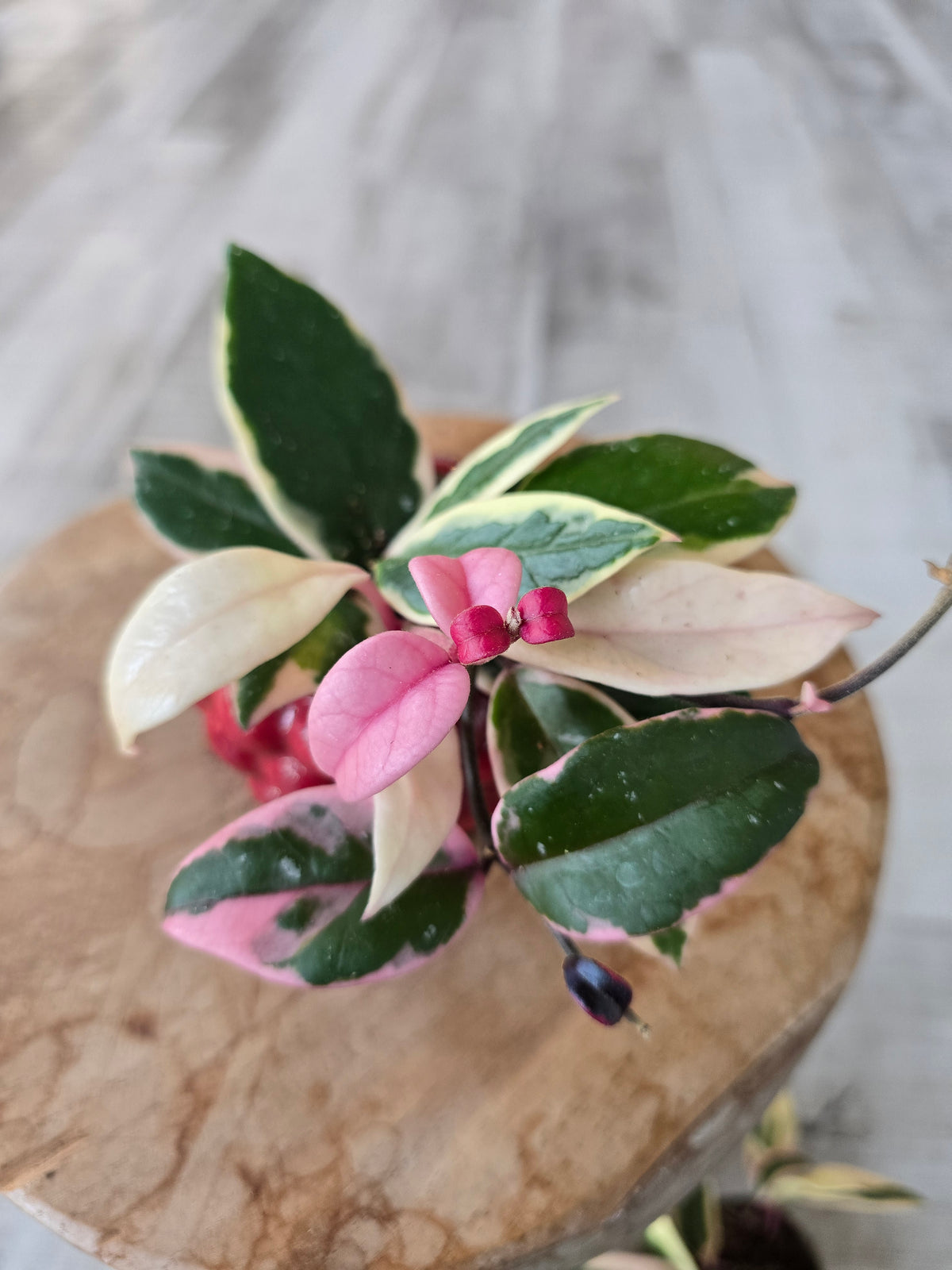 Hoya carnosa 'Flamingo Dream' 'S'