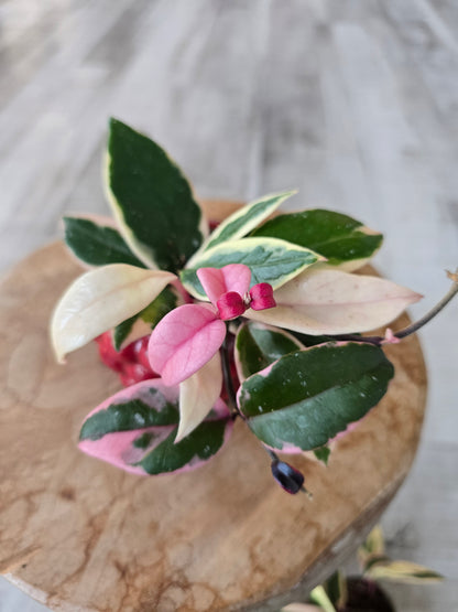 Hoya carnosa 'Flamingo Dream' 'S'