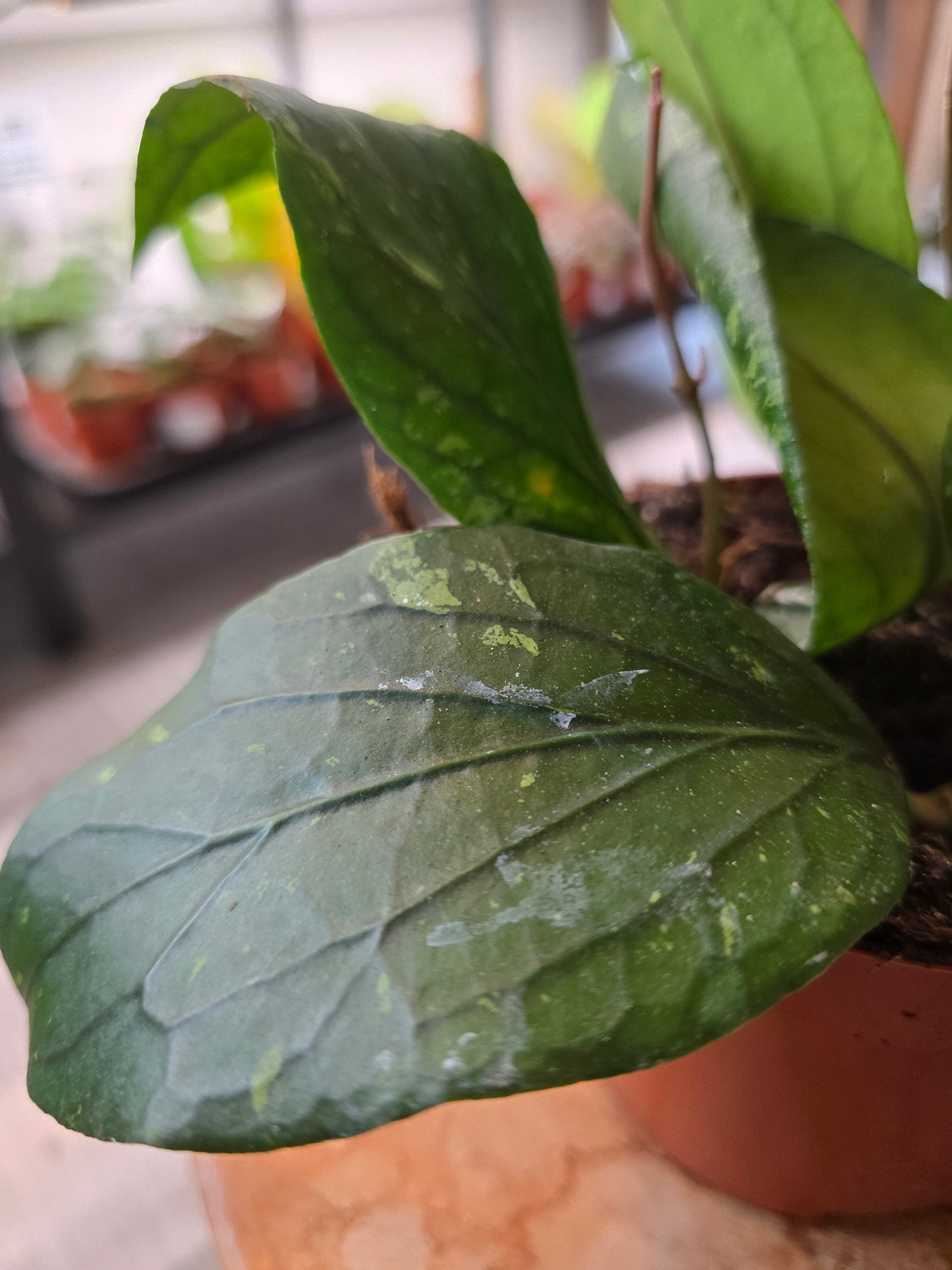 Hoya sp. Gayo