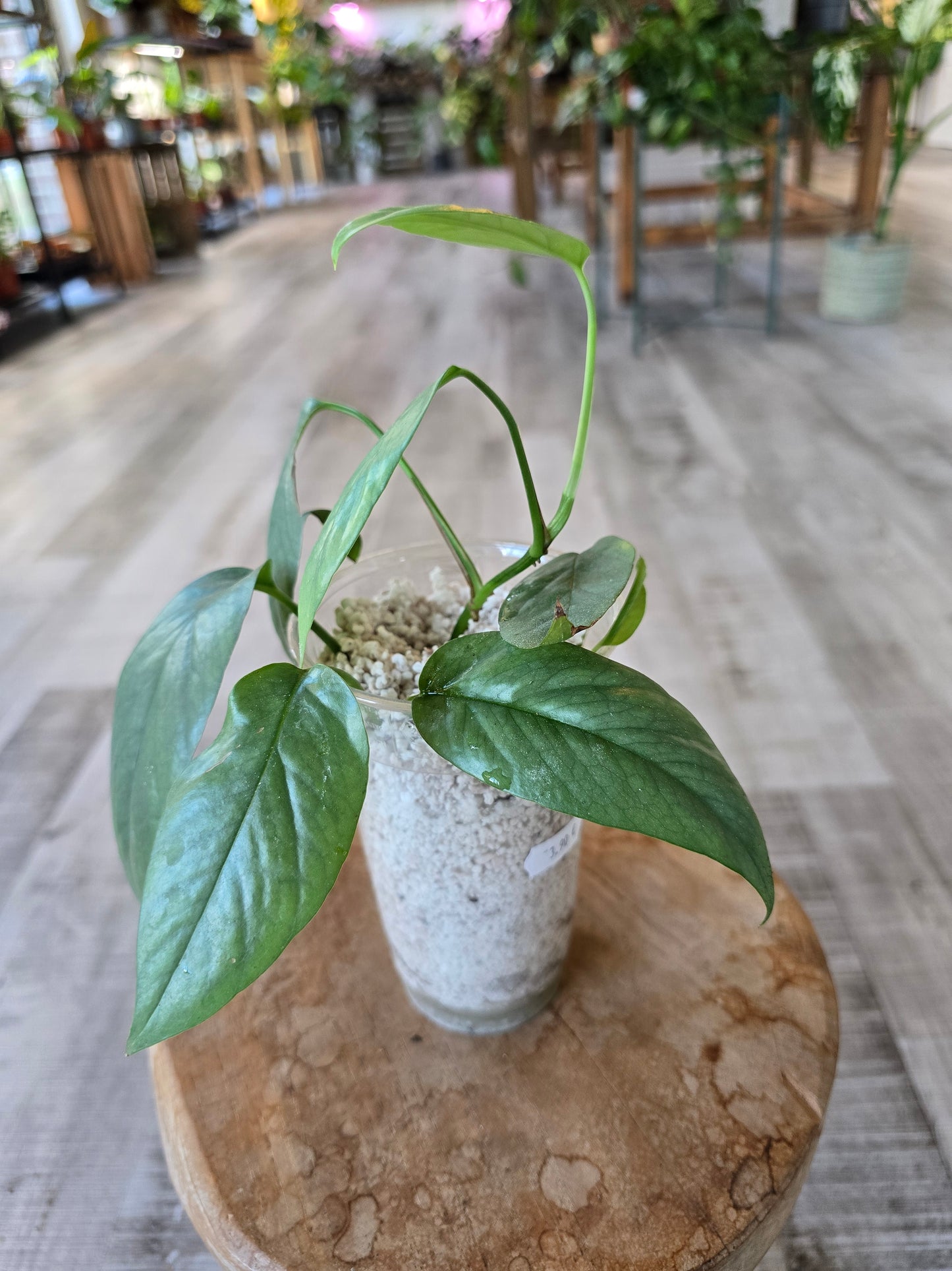 Epipremnum Cebu Blue (RC)