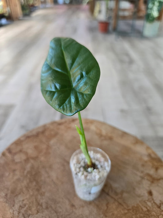 Alocasia Sinuata (JP)