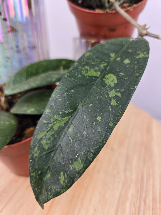 Hoya sp. Aceh