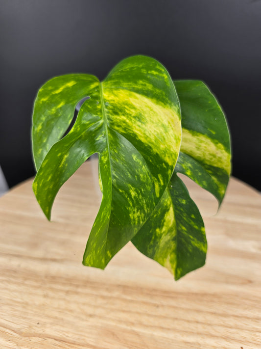 Epipremnum Pinnatum Cintho Goldfinger (Cutting 2)