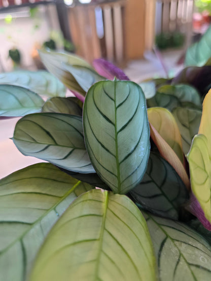 Ctenanthe burle-marxii 'Amagris'