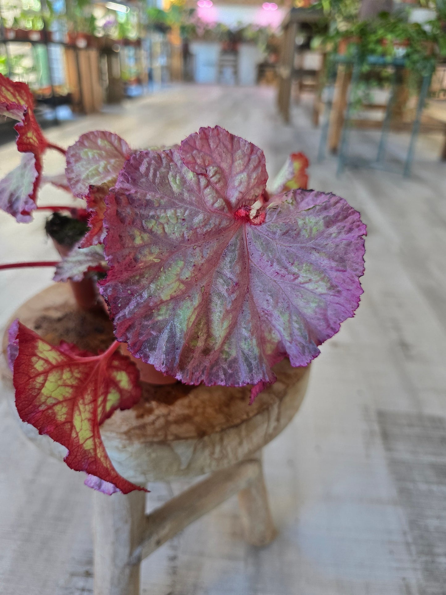 Begonia Pink Panther