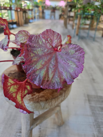 Begonia Pink Panther